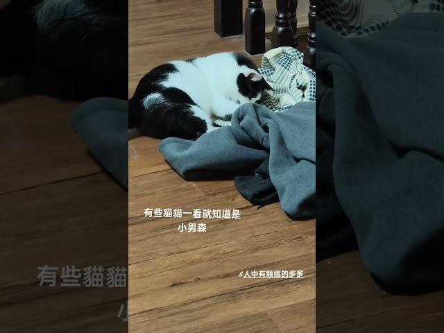 #cat #貓眼觀察室 #貓咪日常 #人中有顆痣的多多