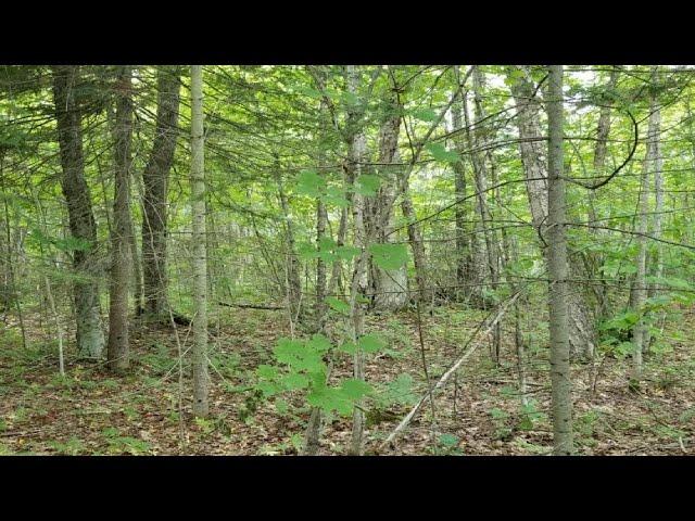 Lot E S Scenic DR, Barbeau, MI Presented by David Buckalew.