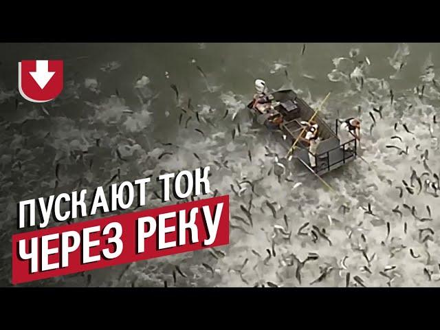 Что будет с рыбой, если через реку пустить ток