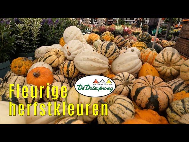 Fleurige herfstkleuren - Tuincentrum de Driesprong