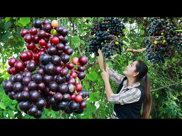 Harvest wild grapes for wine and cook with drumstick | Wild grapes wine | Wild grapes in my homeland