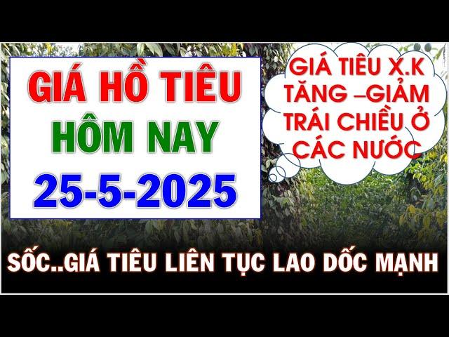 Giá hồ tiêu hôm nay ngày 25/5/2025|SOS giá tiêu lao dốc mạnh ở các địa phương