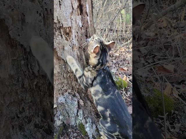 Walk 2.25.25 | Kimahri Climbs A Tree I | Cox Arboretum #bengalcat #mud #hiking
