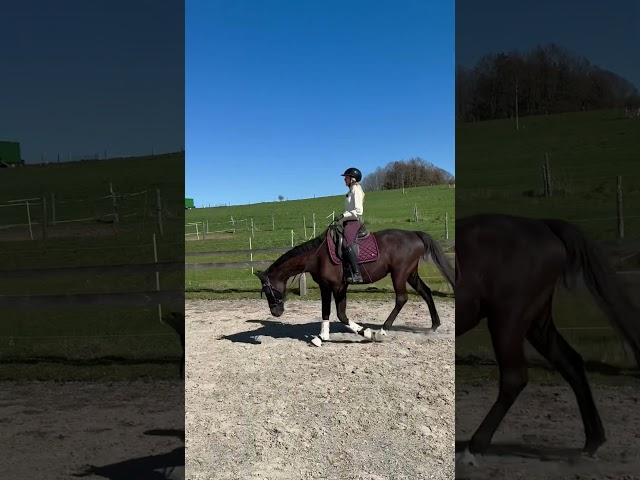 Suddenly it was over ‍️ #equestrian #dressagehorse #training