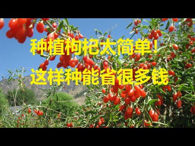 种枸杞就是这么简单，不要再花冤枉钱买苗了! (Planting Gouji From Seeds)