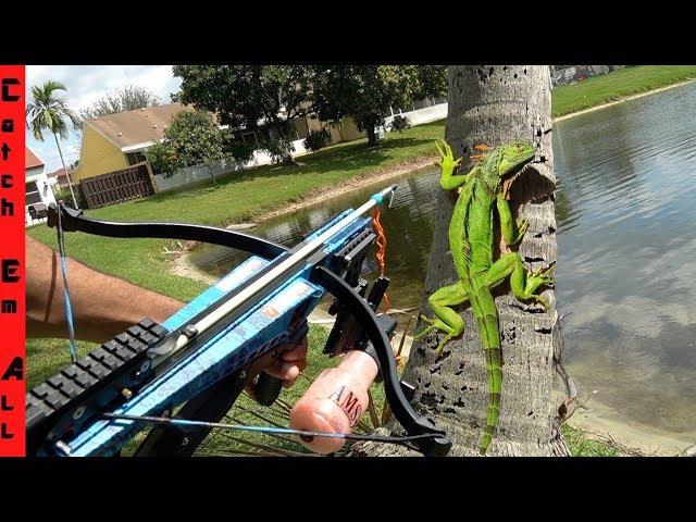 CROSS-BOW FISHING for IGUANAS! **Cold Iguanas Falling out of Trees**