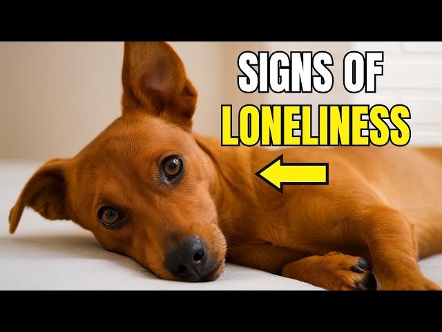 16 SINGS Your Dog Is Lonely ️ (And How To Help)