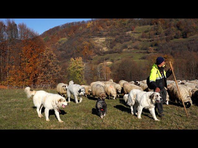 Alesul OILOR din satul Cupseni la stâna lui Cupșa Todor | Pagubă mare de 150 de oi făcută de LUPI