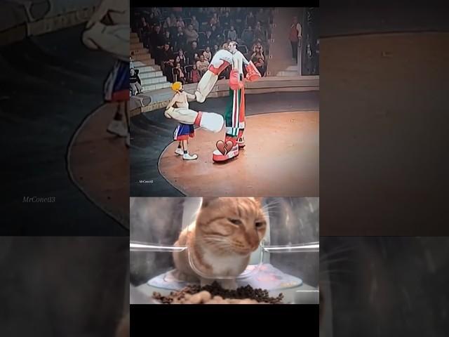 New boxing style#cat #funny #explore #memes #bombastic #viralvideo #shorts