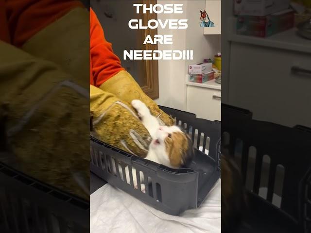 Raging super Angry Felines at the Vet, angry Cat sounds Freakouts Clawing cat Hissing, Meowing short