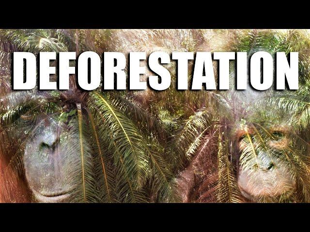 How Deforestation and Habitat Loss reduce Biodiversity: Edge Effects and Extinction Debts explained