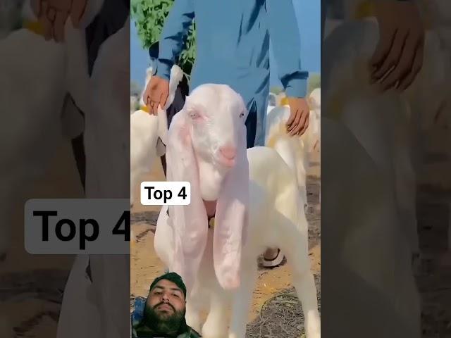 Bull  mawashi mandi Eid Mubarak abduvlog Abdullah Mini vlog abduvlog Abdullah #cow #mocheddah #yaw
