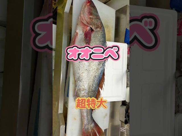 Big croaker [19kg extra large] filleted, the swim bladder is a luxury ingredient #croaker #bigcro...