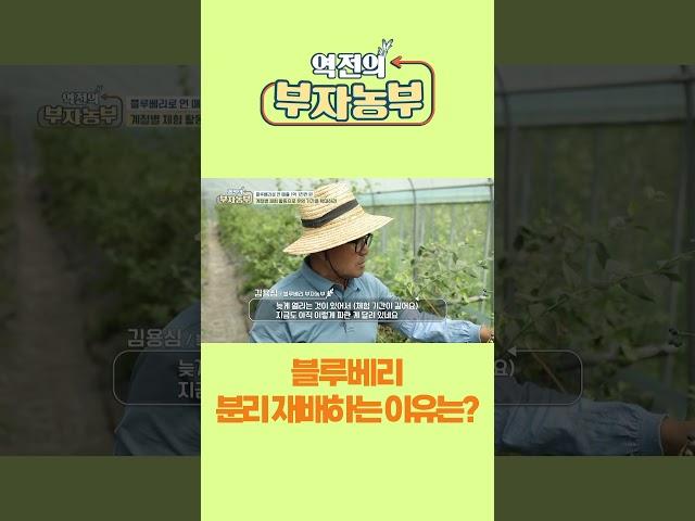 [역전의부자농부 257회] 블루베리 분리 재배하는 이유는?