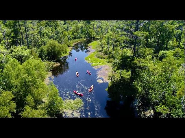 New Orleans Swamp Tour Guided kayak tour DRONE VIEW!