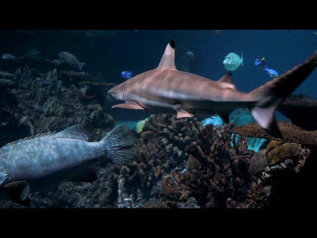 Amazing Underwater World | Pemandangan Dunia bawah laut