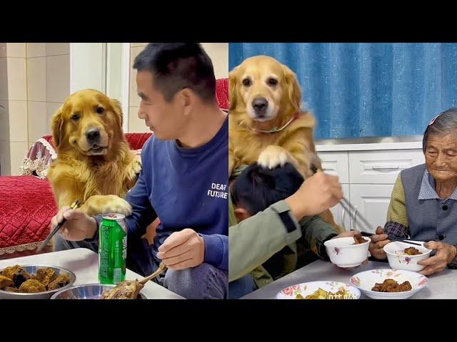 Golden Retriever Doudou teaches naughty old man again️ #聪明旺豆豆 #金毛豆豆 #金毛