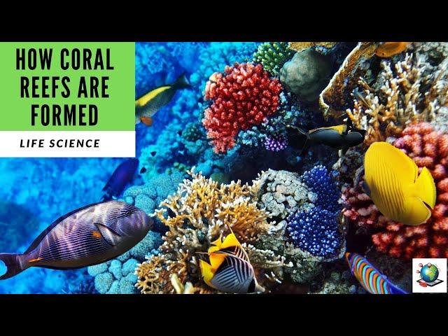 How Coral Reefs Are Formed -  Preview