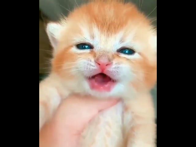 cute baby cat crying videos | OMG So Cute Cats  Best Funny Cat Videos #09