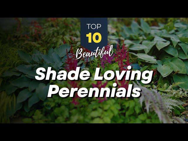 10 Beautiful Shade Loving Perennials  Planting Under Trees