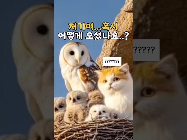 저기여..혹시 어떻게 오셨나요..? #cuteanimals #cutecat #고양이
