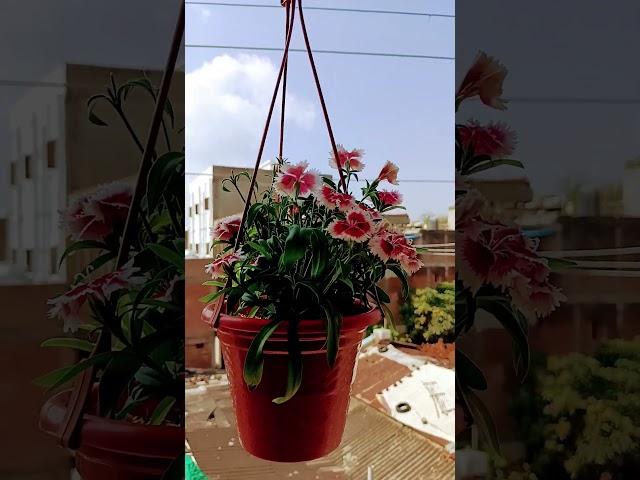 hanging balcony garden lovely flowers