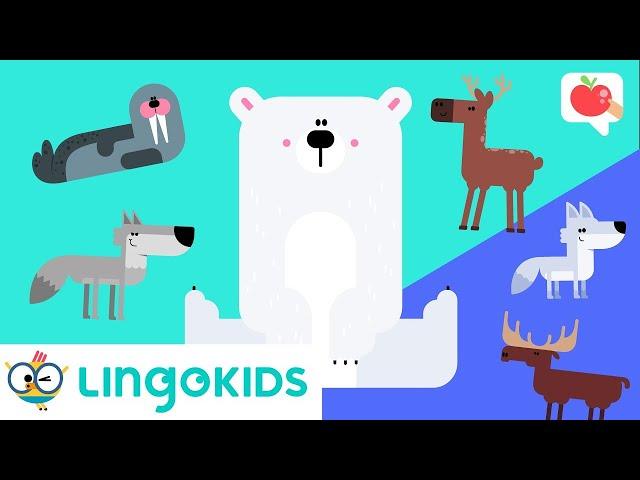 POLAR ANIMALS Vocabulary ️| VOCABULARY, SONGS and GAMES | Lingokids