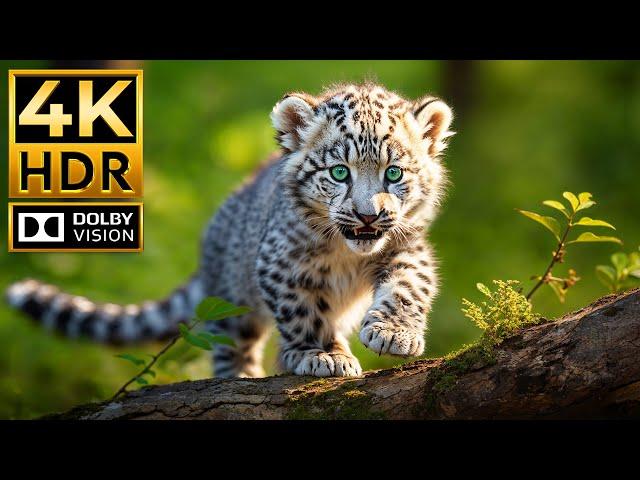 BABY ANIMALS 4K HDR | with Cinematic Sound (Colorful Animal Life)