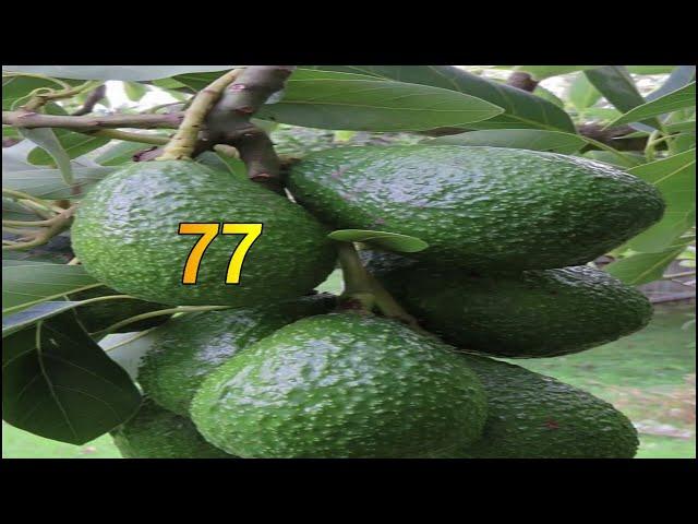 avocado@Bulshotv @suxufiraan3035@ogaansho@suxufi raan channal@HAMAR ADE TV@HAMAR ADE TV