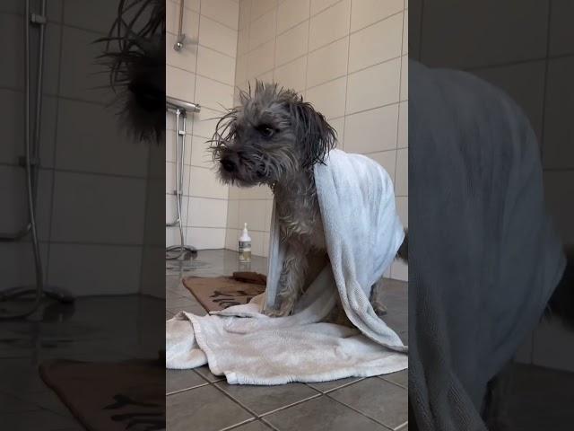How to create a home spa for your dog with Animigo Grooming Shampoo & Conditioner