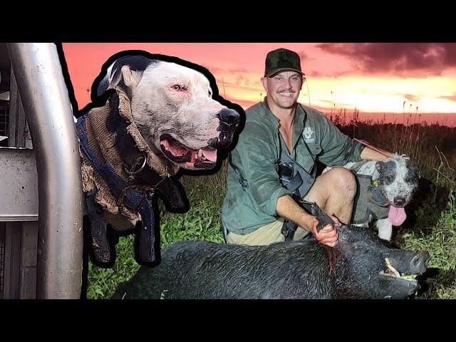 MORNING CROP BOARS- helping the younger dogs to pick up boar scent from the ute