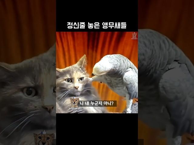 정신줄 놓은 앵무새들