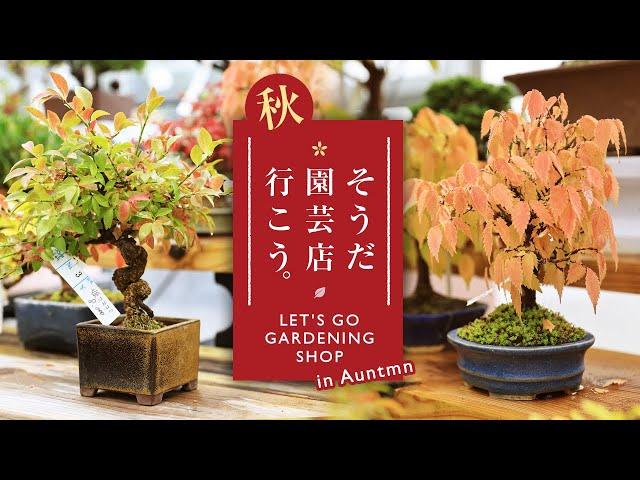 Autumn gardening shop tour in October【Bonsai diary 10/16】maple pine mini bonsai moss EOS R5