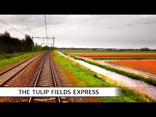 Experience the Stunning Tulip Fields of Holland: Your Ultimate VIRM Train Journey Awaits!