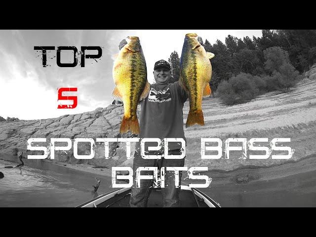 Top 5 Spotted Bass Baits