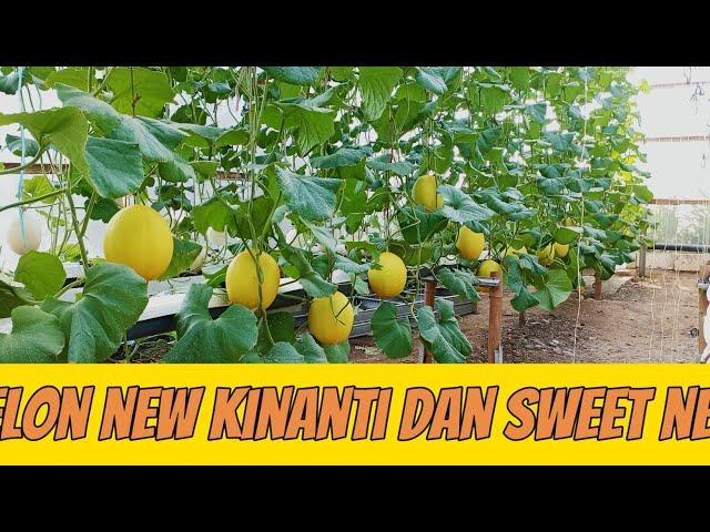 melon new kinanti dan sweet net usia 53 hst