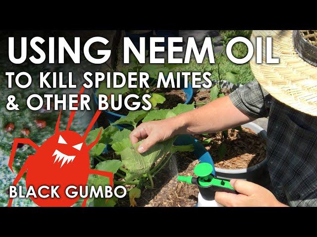 How to Kill Spider Mites with Neem Oil || Black Gumbo