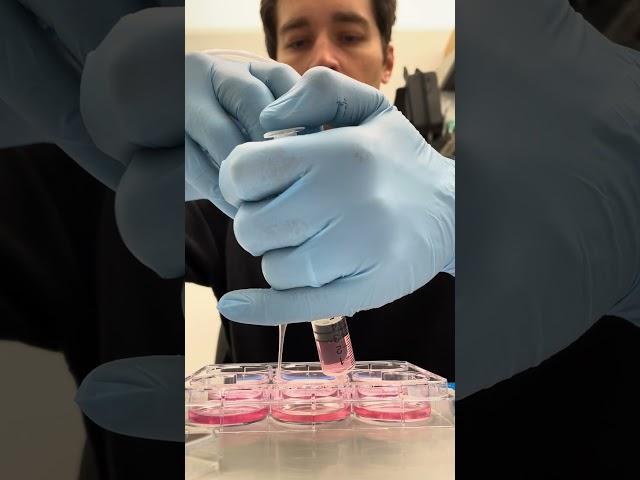 Non-Neural Cells in a Lab