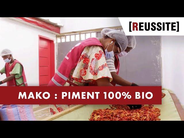 MAKO : LE PIMENT 100% BIO - RÉUSSITE (03/11/20)