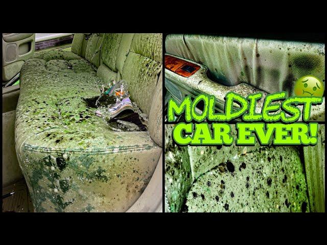 Deep Cleaning the MOLDIEST BIOHAZARD Lexus EVER! | Satisfying DISASTER Car Detailing Transformation