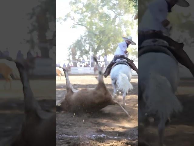 Redonda  #ecproduction #charrería #explore #shorts #trending #mexico #cowboys