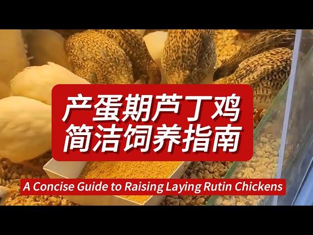 #产蛋 期 #芦丁鸡 饲养指南 A Concise Guide to Raising Laying #Rutin #minichicken