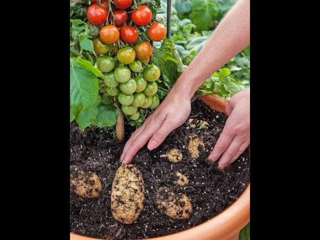 How to Grow Tomatoes and Potatoes on One Plant | Pomato Experiment #gardening #tomatoes #potato