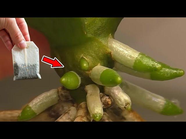 Orchid Treasure! Roots grow 200% more and flowers bloom like crazy !