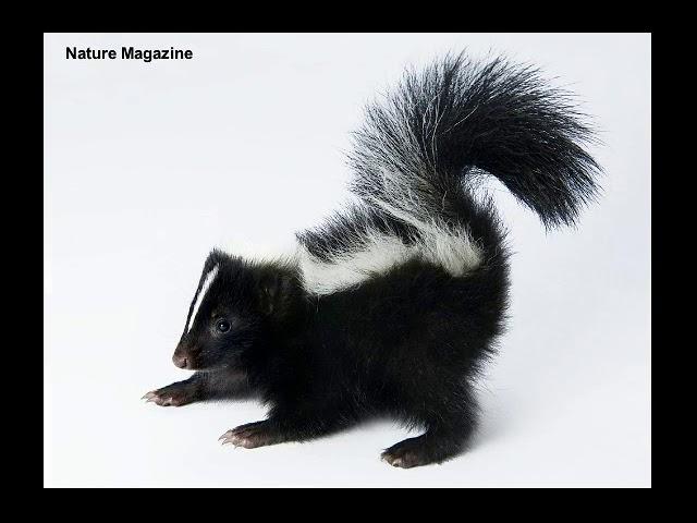 Skunk sound