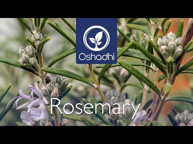 Rosemary (Rosmarinus officinalis) - A wake up oil | Essential-Oil-Plant Portrait by Dr. Malte Hozzel
