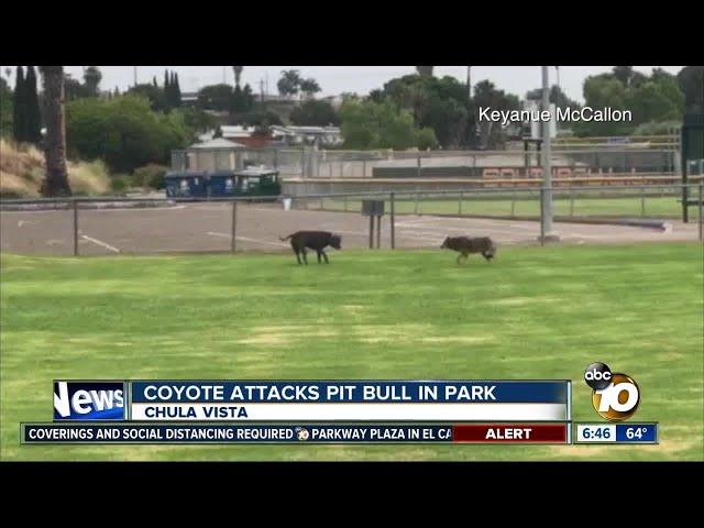 Encounter between coyote and pit bull at park caught on video