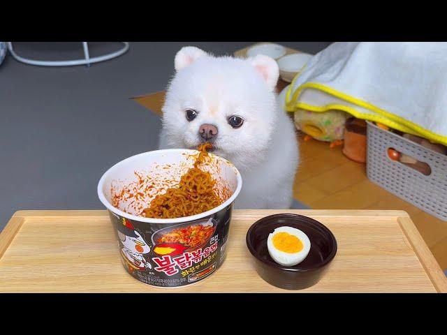 Korean Fire Noodles Mukbang ASMR for Dogs