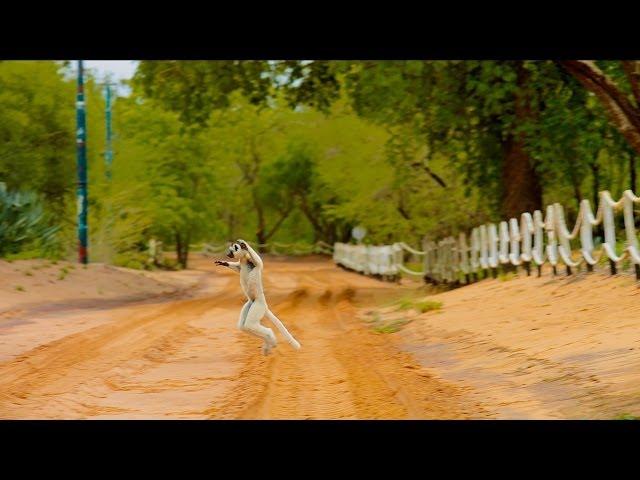 Island of Lemurs: Madagascar - "The Lemur Dance" Clip [HD]