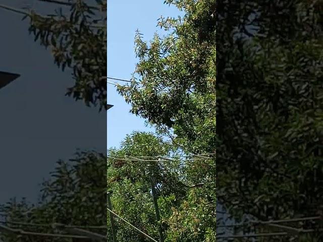 Siamang swinging along rope  #oaklandzoo  #apes  #monkeys